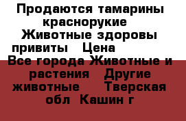 Продаются тамарины краснорукие . Животные здоровы привиты › Цена ­ 85 000 - Все города Животные и растения » Другие животные   . Тверская обл.,Кашин г.